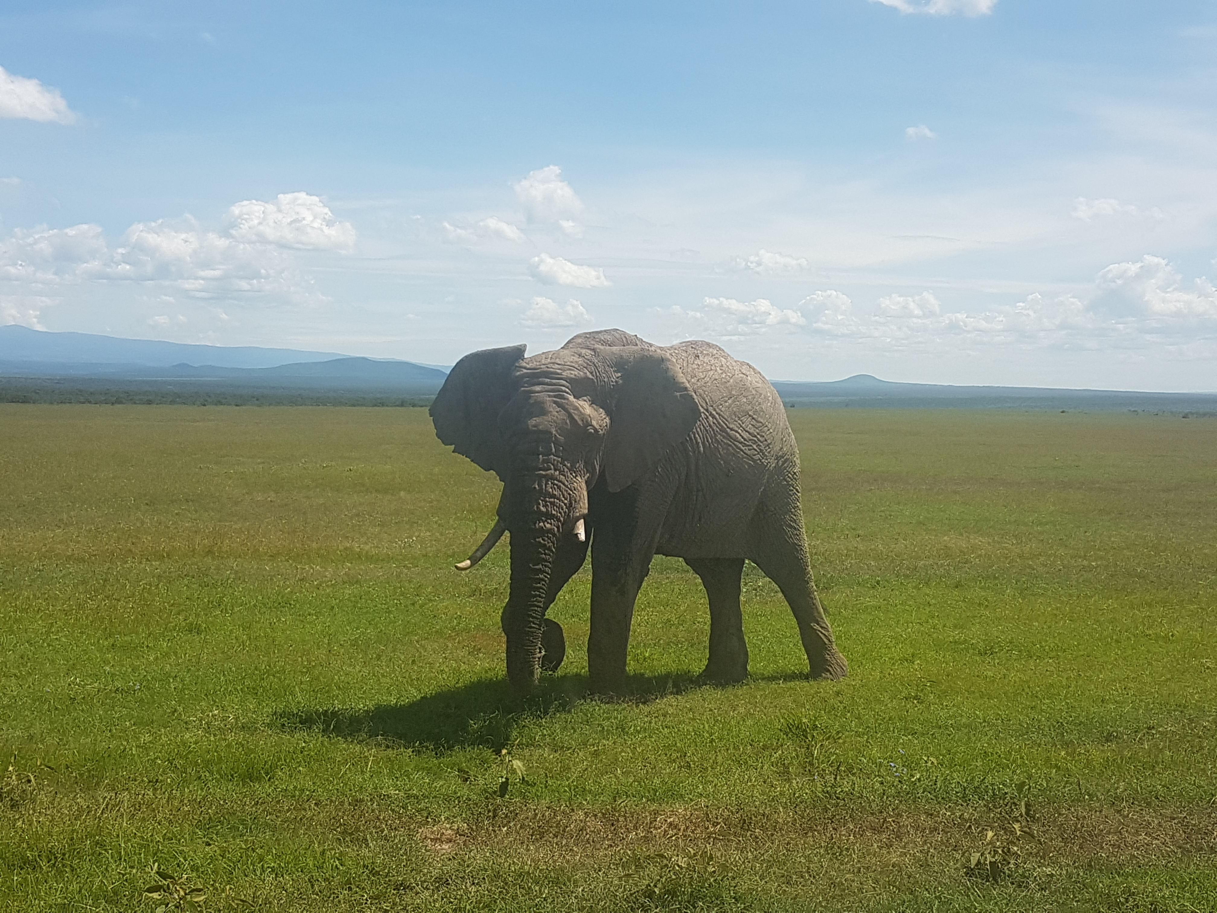 Kenya Ol pejeta Safari